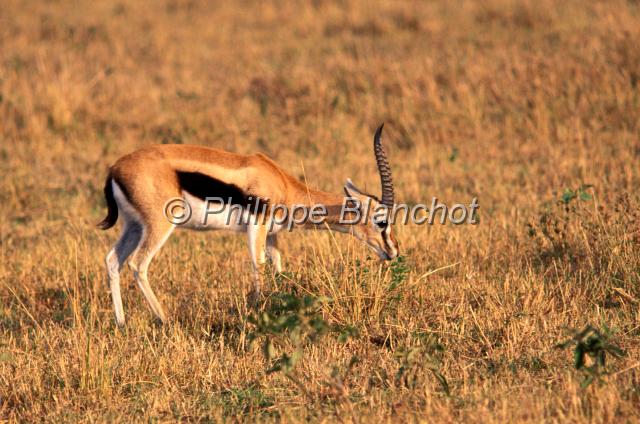 kenya 53.JPG - Gazelle de ThomsonThomson's GazelleGazella thomsoniiRéserve de Masai MaraMasai Mara National ReserveKenya